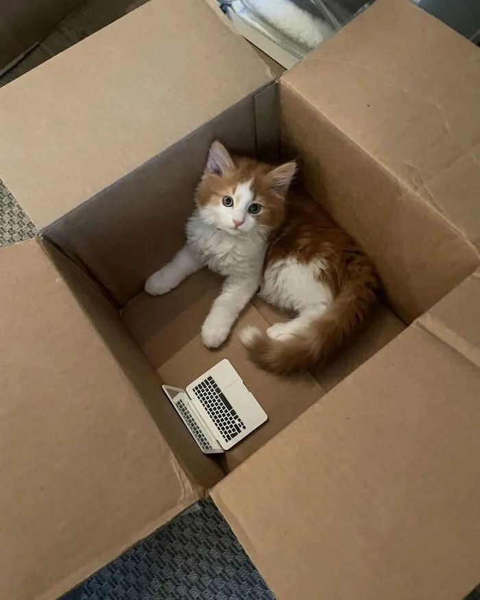 A funny and cute cat, orange and white, lies in a cardboard box next to a toy laptop, looking up at the camera.