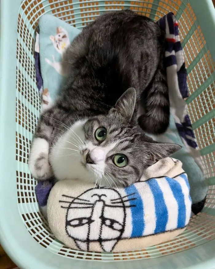 Funny cat photos: A grey and white cat with green eyes is lying in a laundry basket on a cat pillow, cute cat photos.