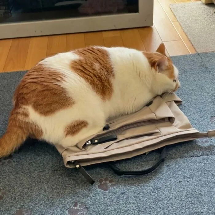 A funny and cute cat, orange and white, lying on a beige bag on a gray rug with paw prints.