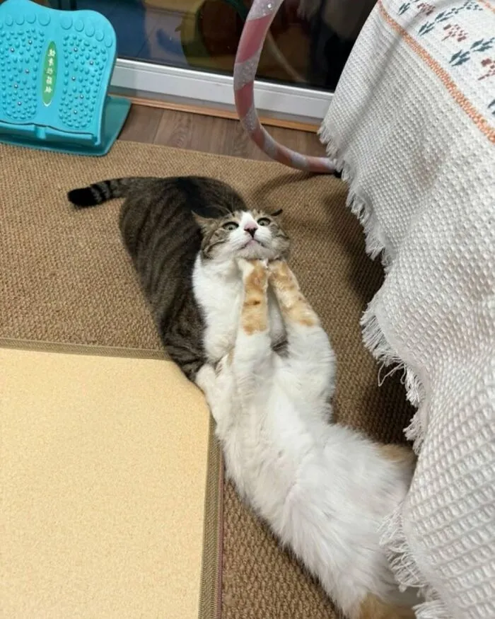 Two funny and cute cats on a carpeted floor, one tabby and one white and orange, looking playful.