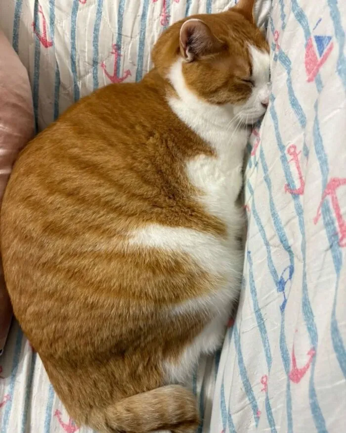 A funny and cute cat, orange and white, sleeping on a striped blanket with anchors, curled up tightly.