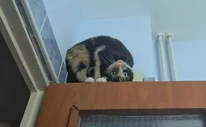 “Important Animal Images” Shared 33 New Cat Pics Full Of Chaos, Cuteness, And Comedy