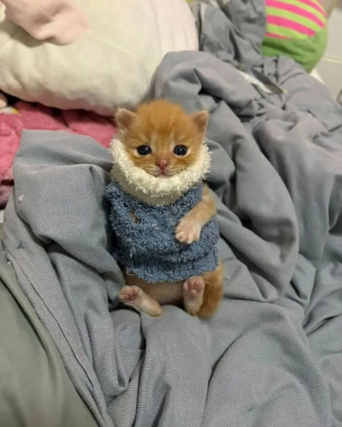 A funny, cute cat, a tiny ginger kitten in a blue sweater, sitting on grey bedding, making viewers smile.