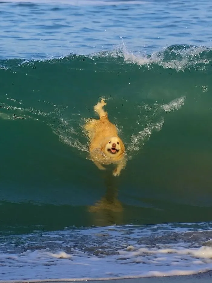40 Hilarious And Heartwarming Dog Photos That Stole The Internet’s Heart