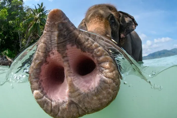 34 Personas que intentaron fotografiar a animales y terminaron con imágenes de pura comedia