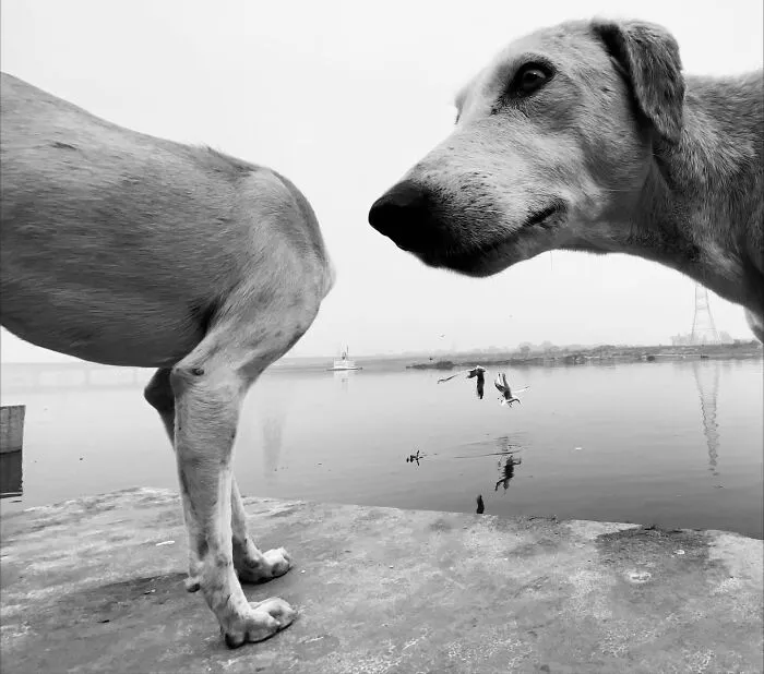 31 Remarkable Animal Encounters, As Shared By Pure Street Photography