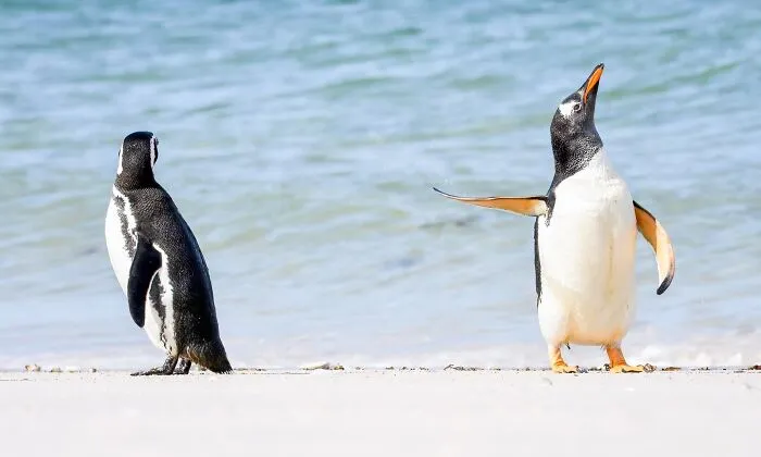 34 Personas que intentaron fotografiar a animales y terminaron con imágenes de pura comedia