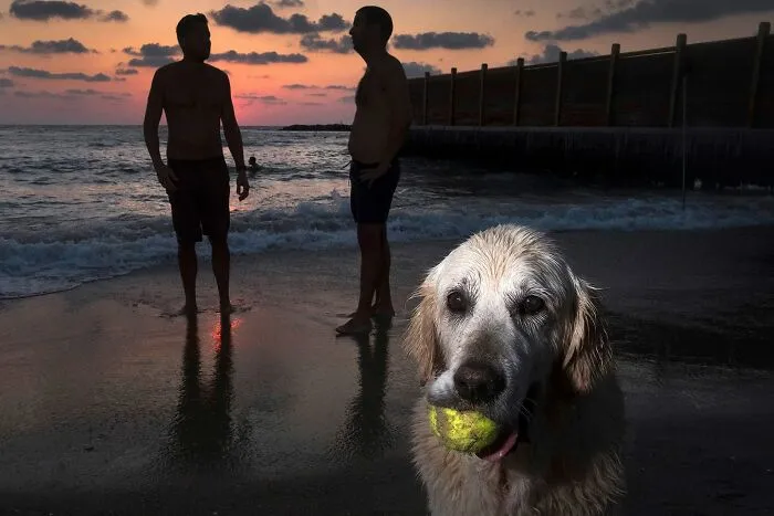 47 Perfectly Timed Candid Dog Photos By This Street Photographer