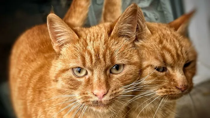 I’m the leaseholder in my place, and I have an old classmate as a roommate. Recently, I got approved to work from home more often, so I looked into getting a pet. I settled on two cats, who are brothers. My roommate didn’t mind. However, his girlfriend comes to hang out very often, and when she saw the cats, she freaked out. Turns out she’s very allergic, and told me I should get them out of the house. I told her she has no right to tell me what stays and what goes in my place, and after bantering for a little while, we all went to sleep. In the morning, they were still bothering me about it, so I got mad and told them they could move out if they wanted to.