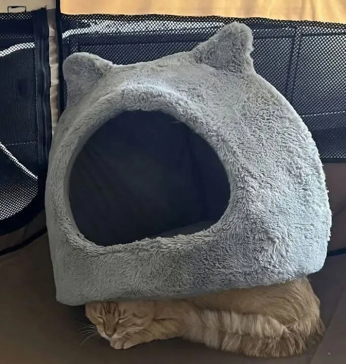 49 Hilarious Memes That Perfectly Capture What It’s Like To Share A Home With Cats