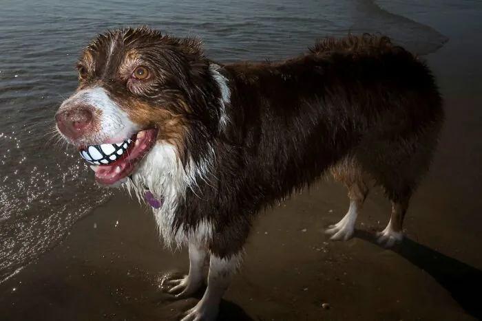 47 Perfectly Timed Candid Dog Photos By This Street Photographer