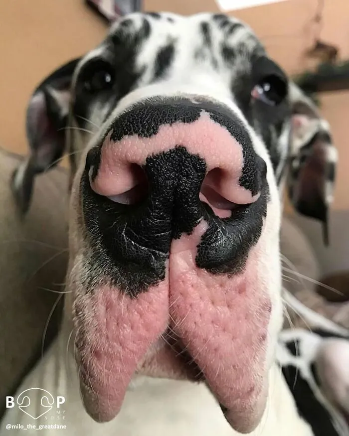 This Page Shared 60 Funny Animal Photos That Might Make You Want To Boop Every Nose