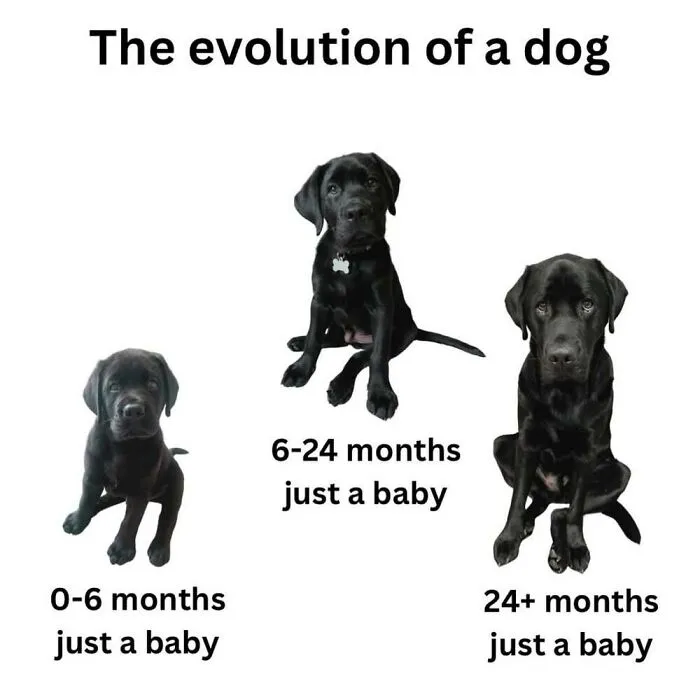 50 Memes From ‘Animal Comedy’ That Perfectly Capture The Funny Side Of Our Furry Friends
