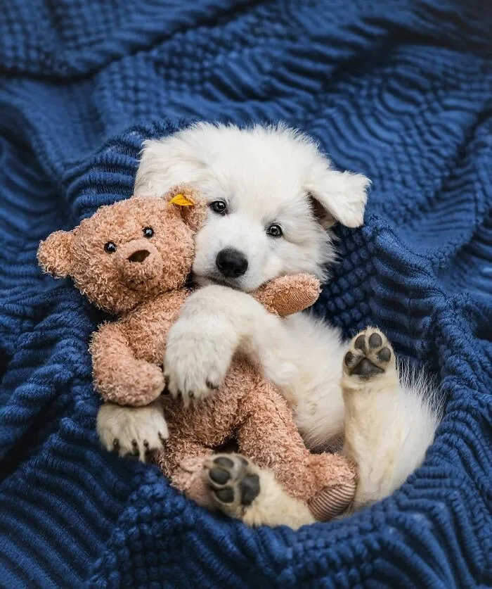 40 Hilarious And Heartwarming Dog Photos That Stole The Internet’s Heart