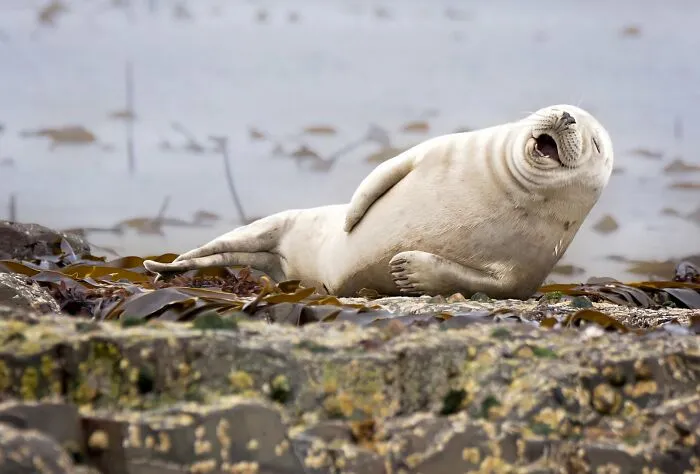 Foca en el puerto, por Julie Hunt