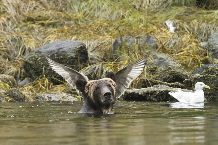 Oso ángel, por Adam Parsons