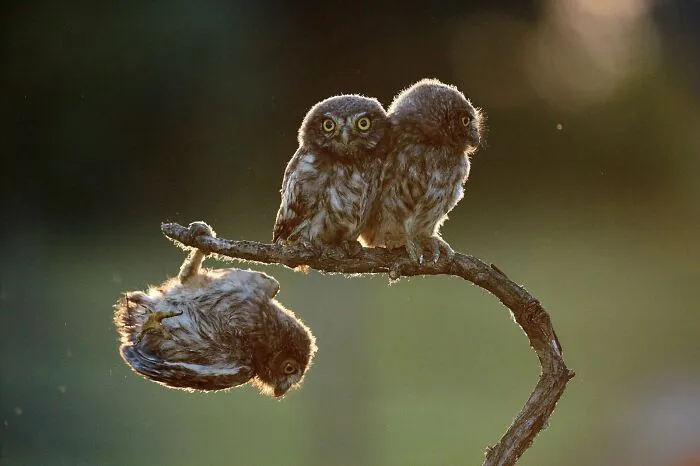 4 Owls By Tibor Kercz