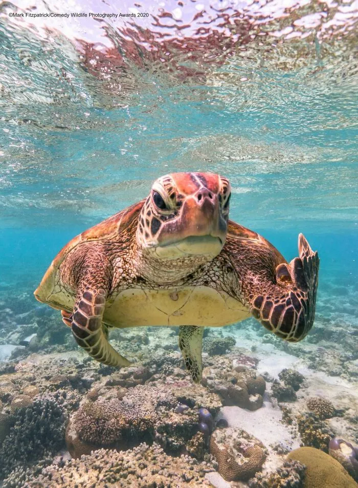 La tortuga Terry haciendo una peineta, por Mark Fitzpatrick