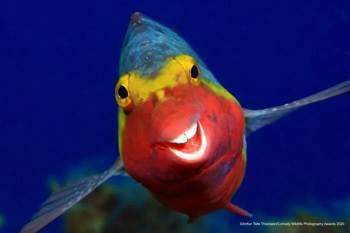 Sonriente, por Arthur Telle Thiemenn