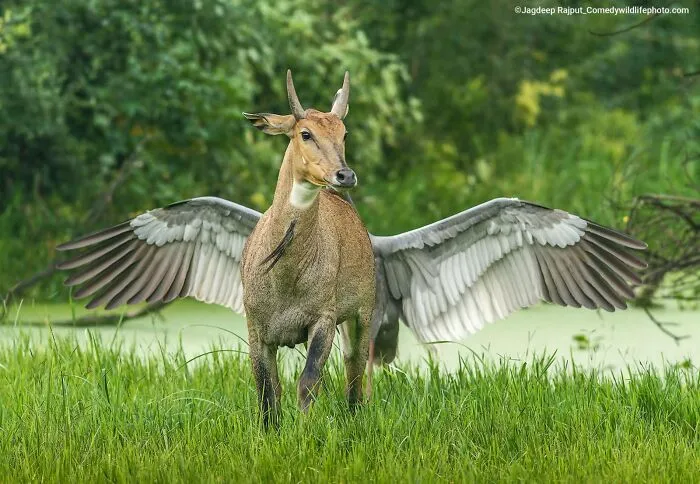 Pegaso el caballo volador, por Jagdeep Rajput