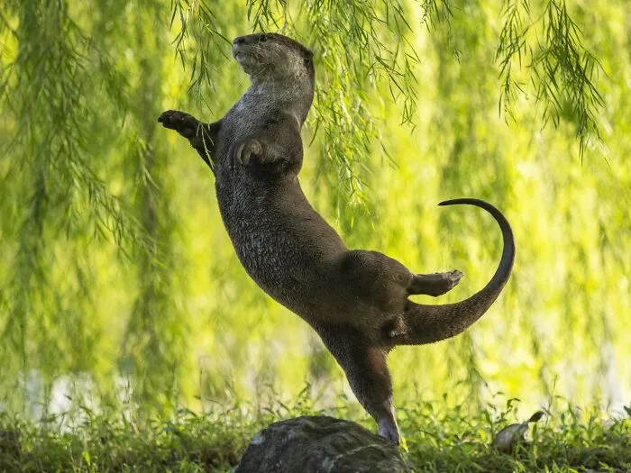 Otter Ballerina By Otter Kwek