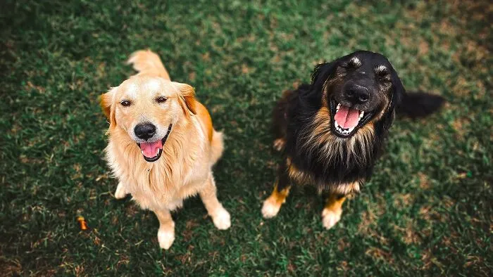 I traveled to my hometown for a funeral. A friend offered me a stay, and I told her I’d bring my dogs, which she approved. Upon arrival, the dogs immediately went to pee, and one went on the porch. My friend freaked out. I was confused since it was outside, but we both let it go. During my stay, I supervised them and cleaned up after their messes, but at the end, my friend asked if I could pay for a cleaner. The dogs had no accidents inside and didn't break anything, though. She explained there’s dog hair everywhere. Well, they’re big dogs, and they’re shedding, so I could have vacuumed if asked. The problem is, I didn’t ask to stay with her; she offered.