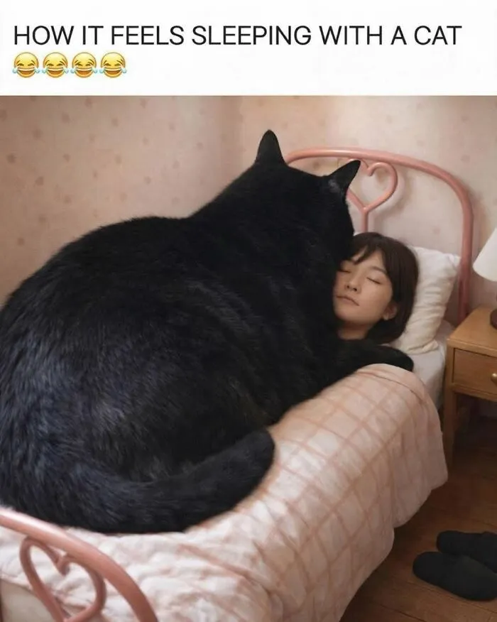 Hilarious memes: a giant black cat sleeping on top of a woman in bed, capturing what it's like to share a home with cats.