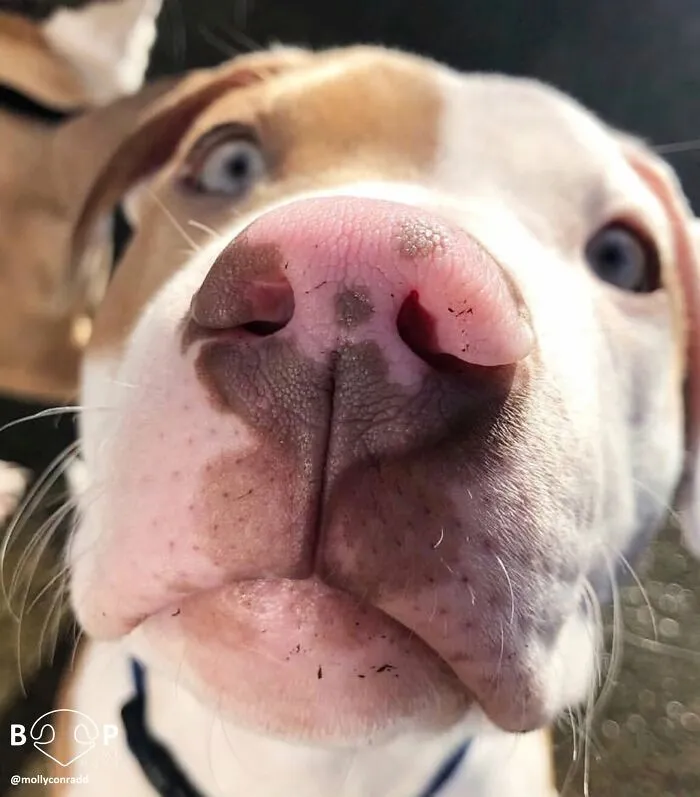 This Page Shared 60 Funny Animal Photos That Might Make You Want To Boop Every Nose