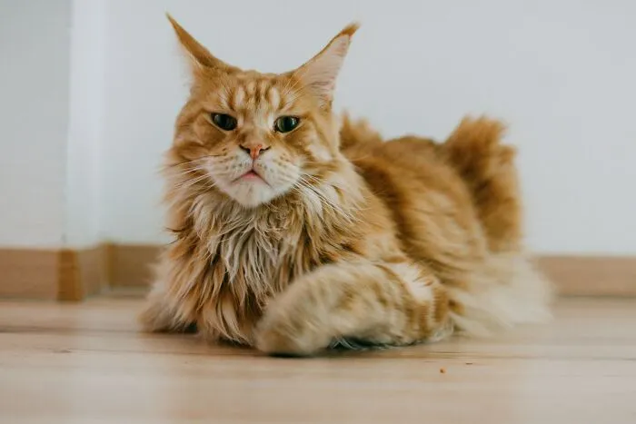 53 Pet Names That Had Everyone Saying, "Why Didn't I Think Of That?"