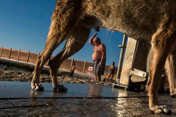 47 Perfectly Timed Candid Dog Photos By This Street Photographer