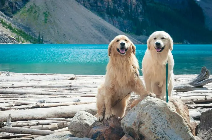 53 Pet Names That Had Everyone Saying, "Why Didn't I Think Of That?"