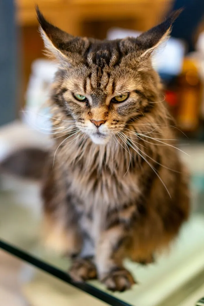 53 Pet Names That Had Everyone Saying, "Why Didn't I Think Of That?"
