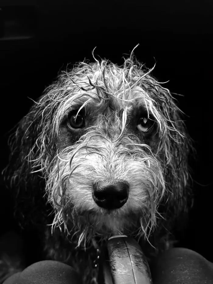 31 Remarkable Animal Encounters, As Shared By Pure Street Photography