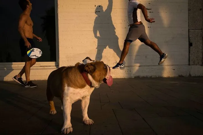 47 Perfectly Timed Candid Dog Photos By This Street Photographer