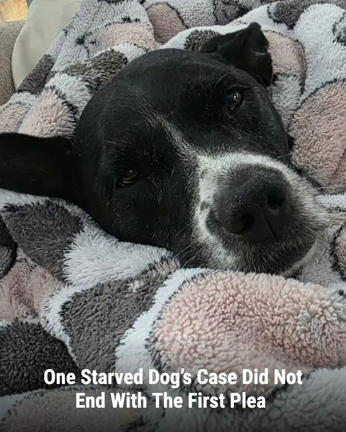 A black and white dog rests comfortably on a patterned blanket, an image of animals whose lives changed.