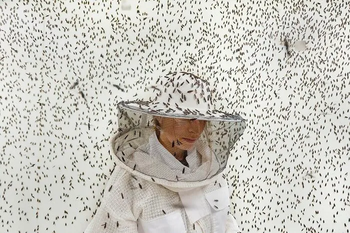 “Insects, Architects Of A Sustainable Future” By Maud Delaflotte