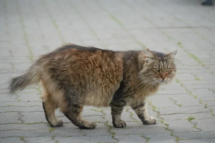 53 Pet Names That Had Everyone Saying, "Why Didn't I Think Of That?"