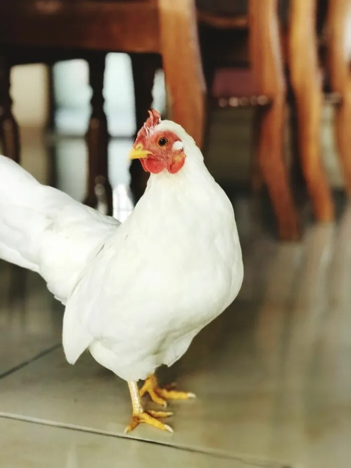 53 Pet Names That Had Everyone Saying, "Why Didn't I Think Of That?"
