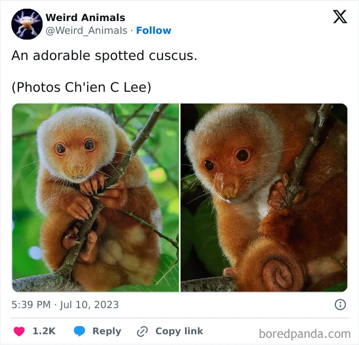 105 Weird And Wonderful Animals You Might Not Know About (New Pics)