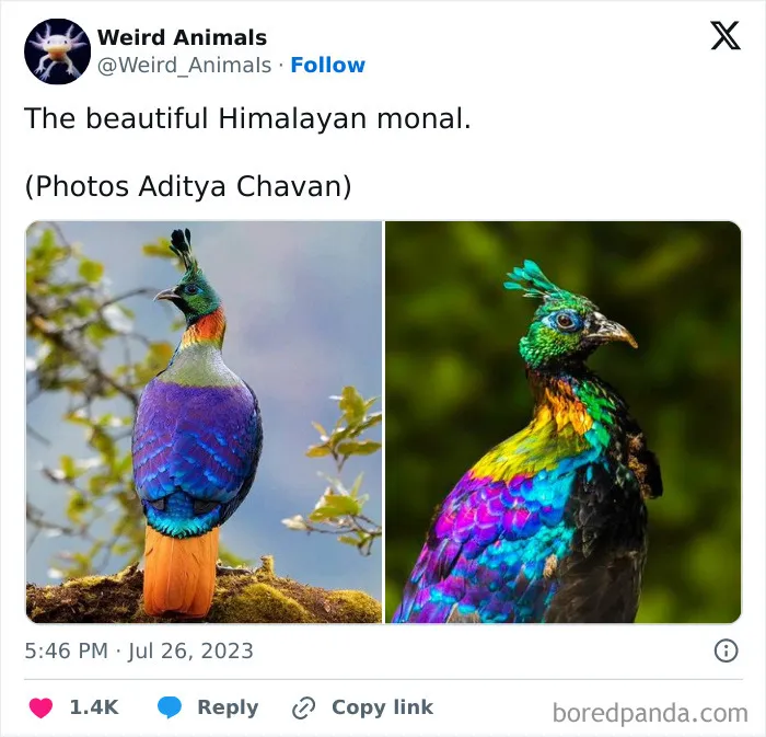 105 Weird And Wonderful Animals You Might Not Know About (New Pics)