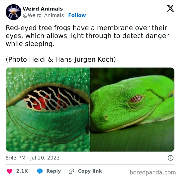 105 Weird And Wonderful Animals You Might Not Know About (New Pics)