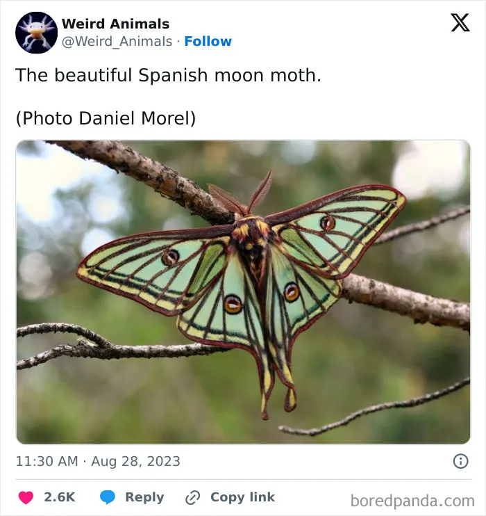 105 Weird And Wonderful Animals You Might Not Know About (New Pics)