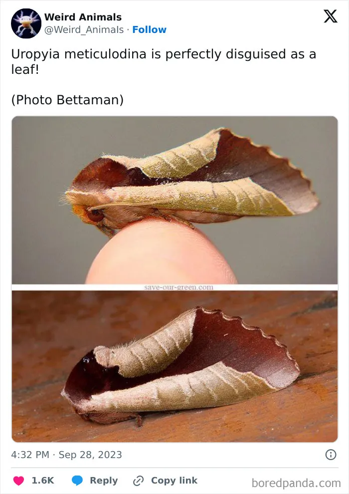 105 Weird And Wonderful Animals You Might Not Know About (New Pics)