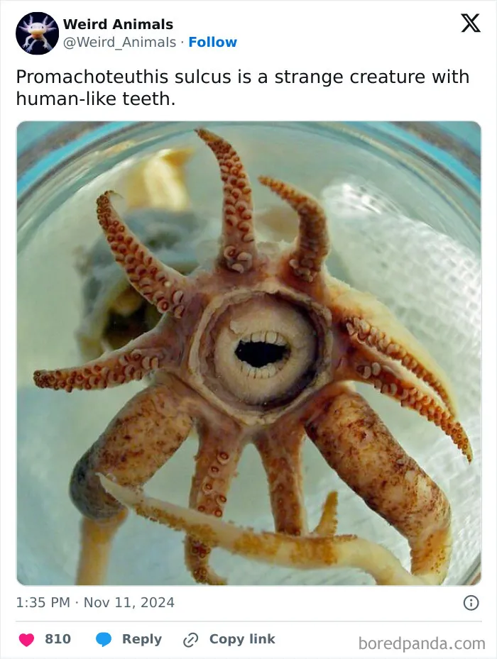 105 Weird And Wonderful Animals You Might Not Know About (New Pics)