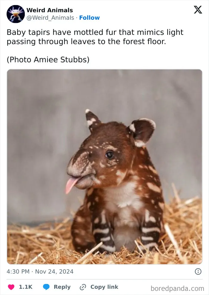 105 Weird And Wonderful Animals You Might Not Know About (New Pics)