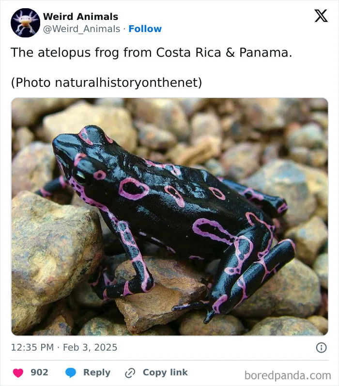 105 Weird And Wonderful Animals You Might Not Know About (New Pics)