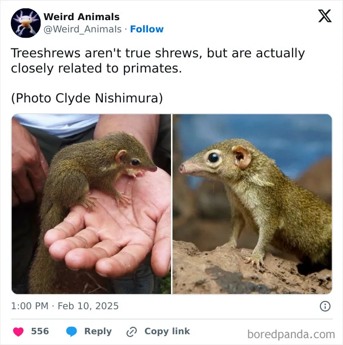 Weird-Unseen-Animals-Pics