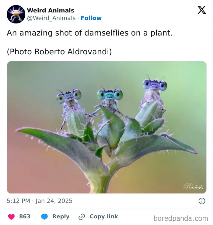 105 Weird And Wonderful Animals You Might Not Know About (New Pics)