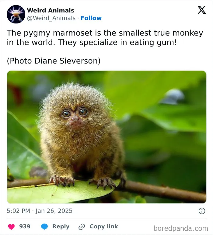 105 Weird And Wonderful Animals You Might Not Know About (New Pics)