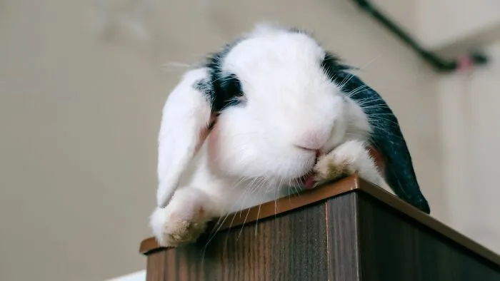 53 Pet Names That Had Everyone Saying, "Why Didn't I Think Of That?"